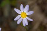 Entireleaf western daisy